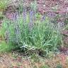 Fotografia 12 da espécie Echium lusitanicum subesp. lusitanicum do Jardim Botânico UTAD