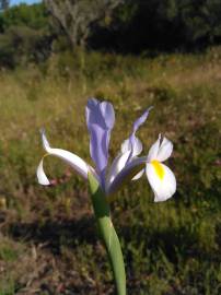 Fotografia da espécie Iris xiphium