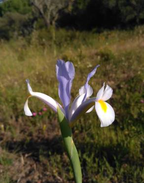Fotografia 35 da espécie Iris xiphium no Jardim Botânico UTAD