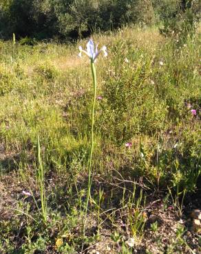 Fotografia 36 da espécie Iris xiphium no Jardim Botânico UTAD