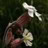 Fotografia 15 da espécie Silene latifolia do Jardim Botânico UTAD