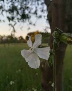 Fotografia 16 da espécie Silene latifolia no Jardim Botânico UTAD