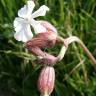 Fotografia 17 da espécie Silene latifolia do Jardim Botânico UTAD