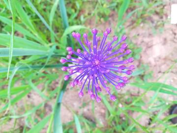 Fotografia da espécie Muscari comosum