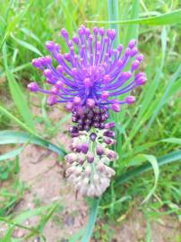 Fotografia da espécie Muscari comosum