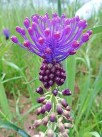 Fotografia da espécie Muscari comosum