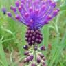 Fotografia 14 da espécie Muscari comosum do Jardim Botânico UTAD