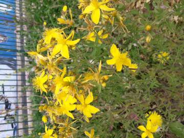 Fotografia da espécie Hypericum perforatum subesp. perforatum