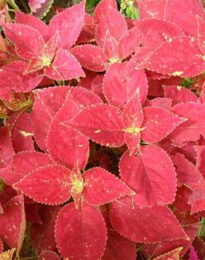 Fotografia 15 da espécie Solenostemon scutellarioides no Jardim Botânico UTAD