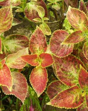 Fotografia 17 da espécie Solenostemon scutellarioides no Jardim Botânico UTAD