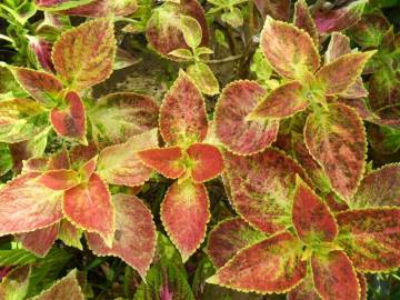 Fotografia da espécie Solenostemon scutellarioides