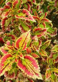 Fotografia da espécie Solenostemon scutellarioides