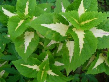 Fotografia da espécie Solenostemon scutellarioides