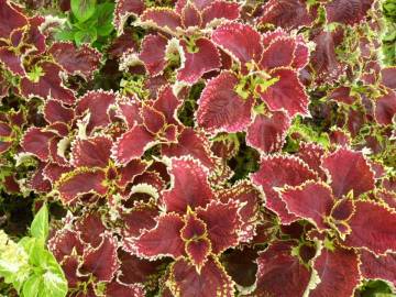 Fotografia da espécie Solenostemon scutellarioides