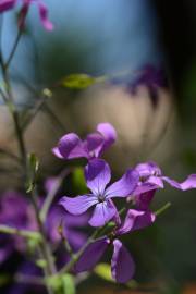 Fotografia da espécie Lunaria annua subesp. annua