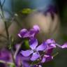 Fotografia 7 da espécie Lunaria annua subesp. annua do Jardim Botânico UTAD