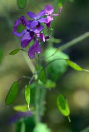 Fotografia da espécie Lunaria annua subesp. annua