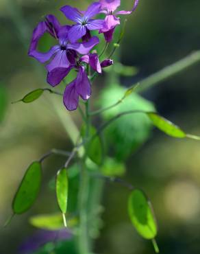 Fotografia 8 da espécie Lunaria annua subesp. annua no Jardim Botânico UTAD