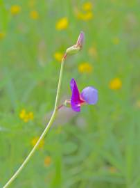 Fotografia da espécie Lathyrus clymenum