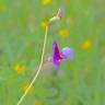 Fotografia 11 da espécie Lathyrus clymenum do Jardim Botânico UTAD