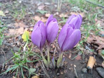 Fotografia da espécie Crocus serotinus subesp. serotinus