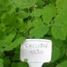 Fotografia 18 da espécie Chelidonium majus do Jardim Botânico UTAD