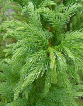 Fotografia 16 da espécie Cryptomeria japonica no Jardim Botânico UTAD