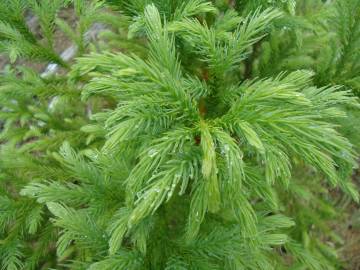 Fotografia da espécie Cryptomeria japonica