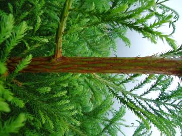 Fotografia da espécie Cryptomeria japonica