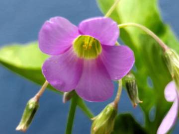 Fotografia da espécie Oxalis debilis var. corymbosa