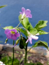 Fotografia da espécie Oxalis debilis var. corymbosa