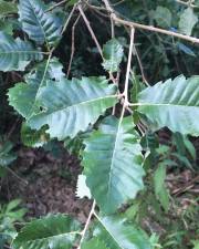 Fotografia da espécie Quercus faginea