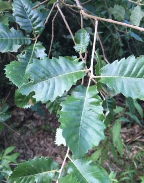 Fotografia 1 da espécie Quercus faginea subesp. broteroi no Jardim Botânico UTAD