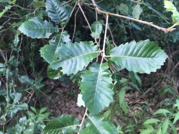 Fotografia da espécie Quercus faginea subesp. broteroi