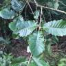 Fotografia 1 da espécie Quercus faginea subesp. broteroi do Jardim Botânico UTAD