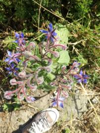 Fotografia da espécie Borago officinalis