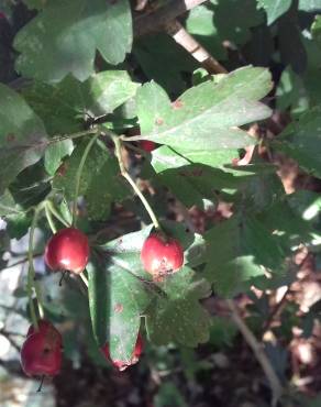 Fotografia 14 da espécie Crataegus monogyna no Jardim Botânico UTAD