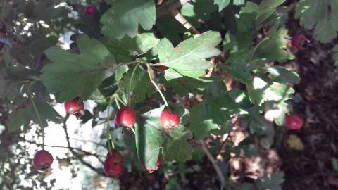 Fotografia da espécie Crataegus monogyna