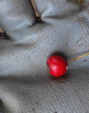 Fotografia 15 da espécie Crataegus monogyna no Jardim Botânico UTAD