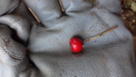 Fotografia da espécie Crataegus monogyna