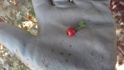 Fotografia da espécie Crataegus monogyna