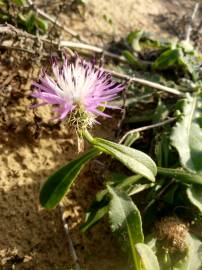 Fotografia da espécie Centaurea sphaerocephala subesp. sphaerocephala