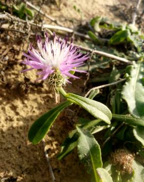 Fotografia 8 da espécie Centaurea sphaerocephala subesp. sphaerocephala no Jardim Botânico UTAD