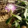 Fotografia 8 da espécie Centaurea sphaerocephala subesp. sphaerocephala do Jardim Botânico UTAD