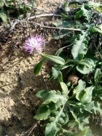 Fotografia da espécie Centaurea sphaerocephala subesp. sphaerocephala