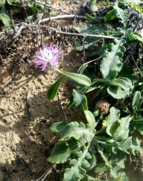 Fotografia 9 da espécie Centaurea sphaerocephala subesp. sphaerocephala no Jardim Botânico UTAD