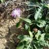 Fotografia 9 da espécie Centaurea sphaerocephala subesp. sphaerocephala do Jardim Botânico UTAD