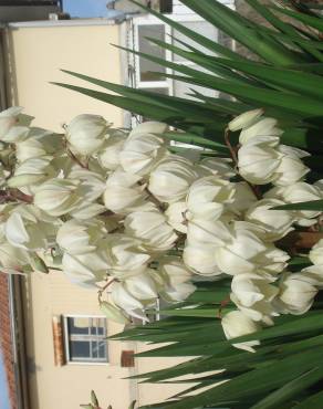 Fotografia 13 da espécie Yucca gloriosa no Jardim Botânico UTAD