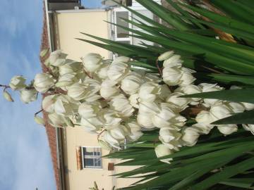 Fotografia da espécie Yucca gloriosa