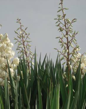 Fotografia 14 da espécie Yucca gloriosa no Jardim Botânico UTAD